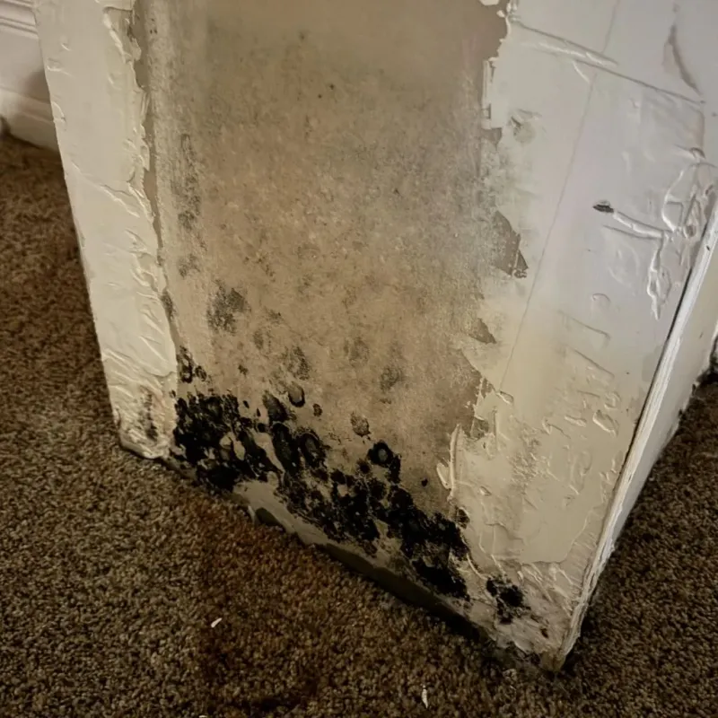 Professional Mold Removal in Holmes County, OH
